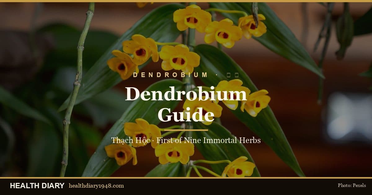 Dendrobium (Thạch Hộc) Guide: First of the Nine Immortal Herbs