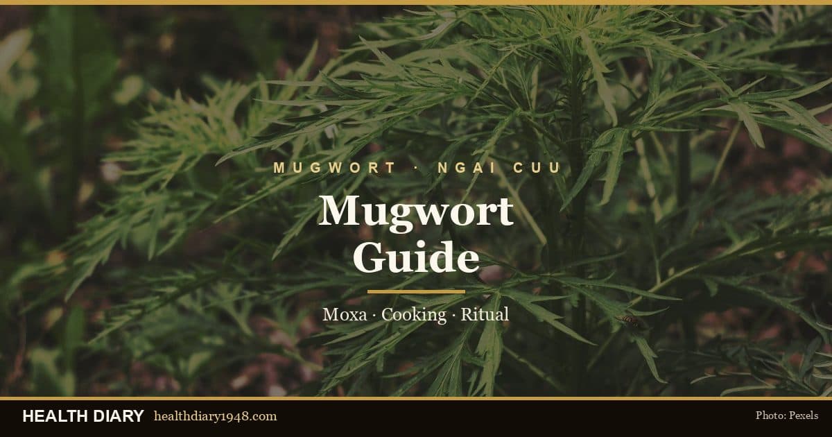 Mugwort (Ngải Cứu) Guide: Moxibustion, Cooking & Safety